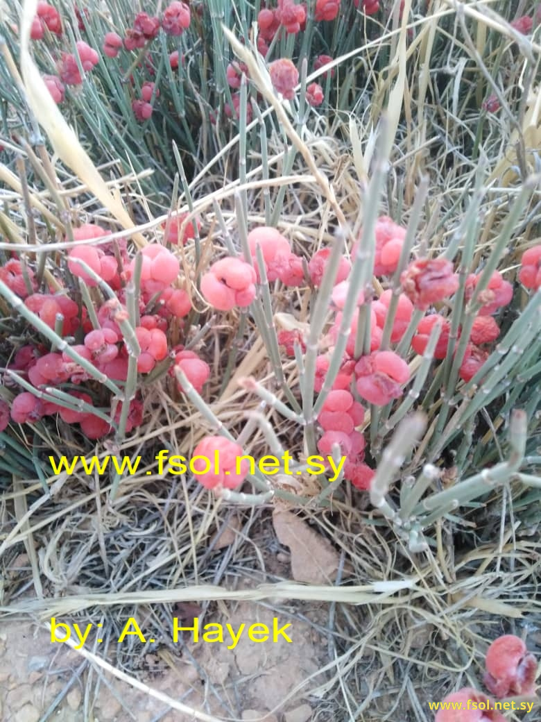 Ephedra distachya L.